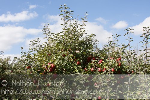 Apple_Orchard_2008-10-18_IMG_2379